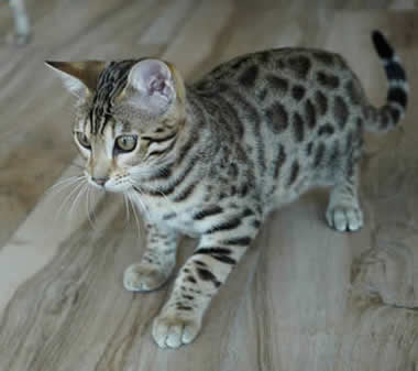 femelle bengal